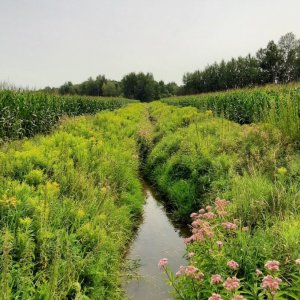 bandes riveraines